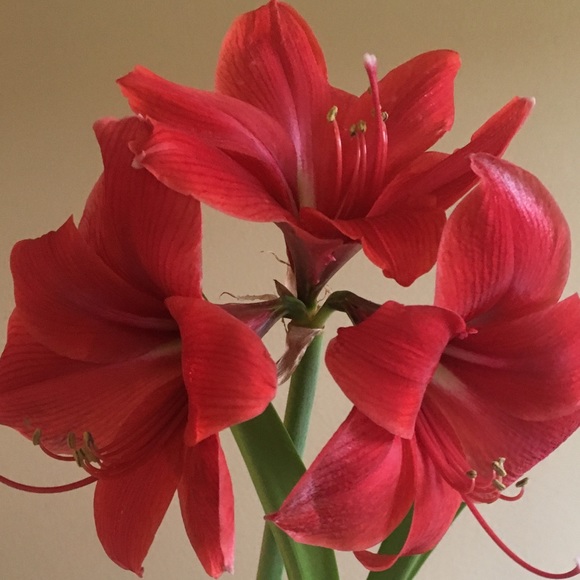 Meet your Posher, Rebecca - Picture 1 of 1